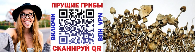 Галлюциногенные грибы Psilocybine cubensis  Аткарск 